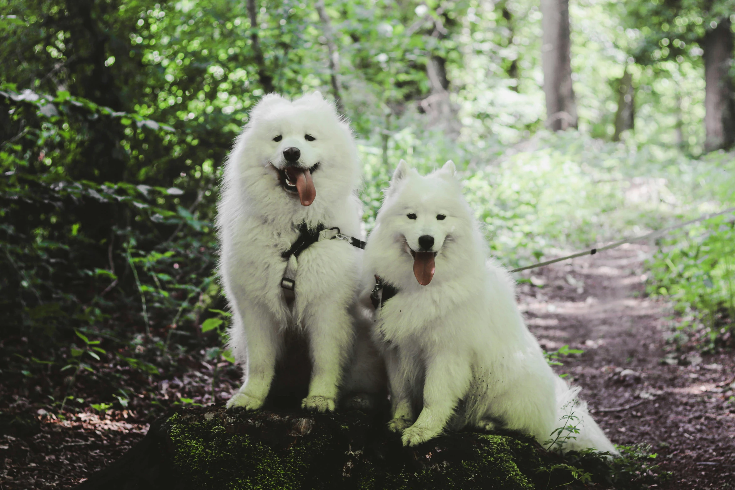 a couple of white dogs sitting on top of a dirt covered forest floor