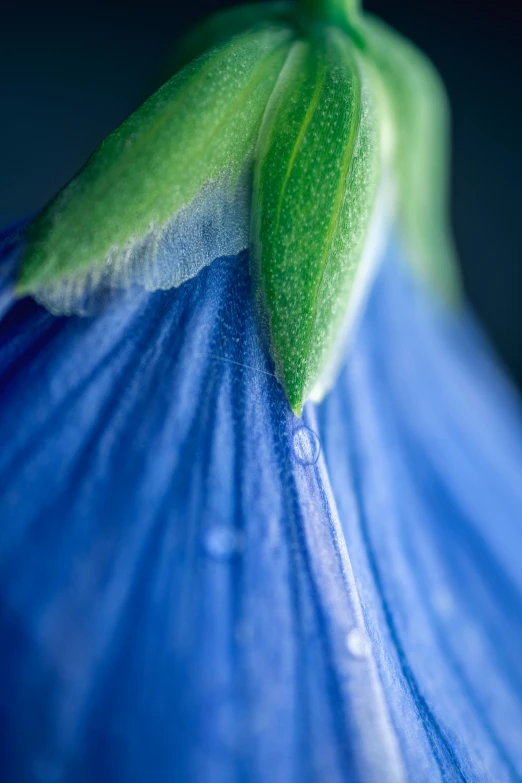 a close - up of a green flower bud