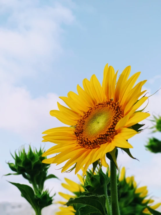 the top portion of a yellow flower is pictured