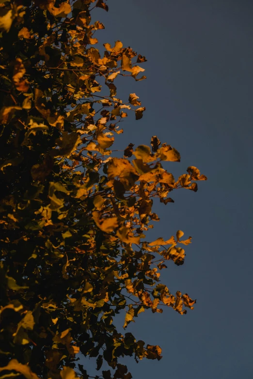 the moon shining on top of a tree during sunset