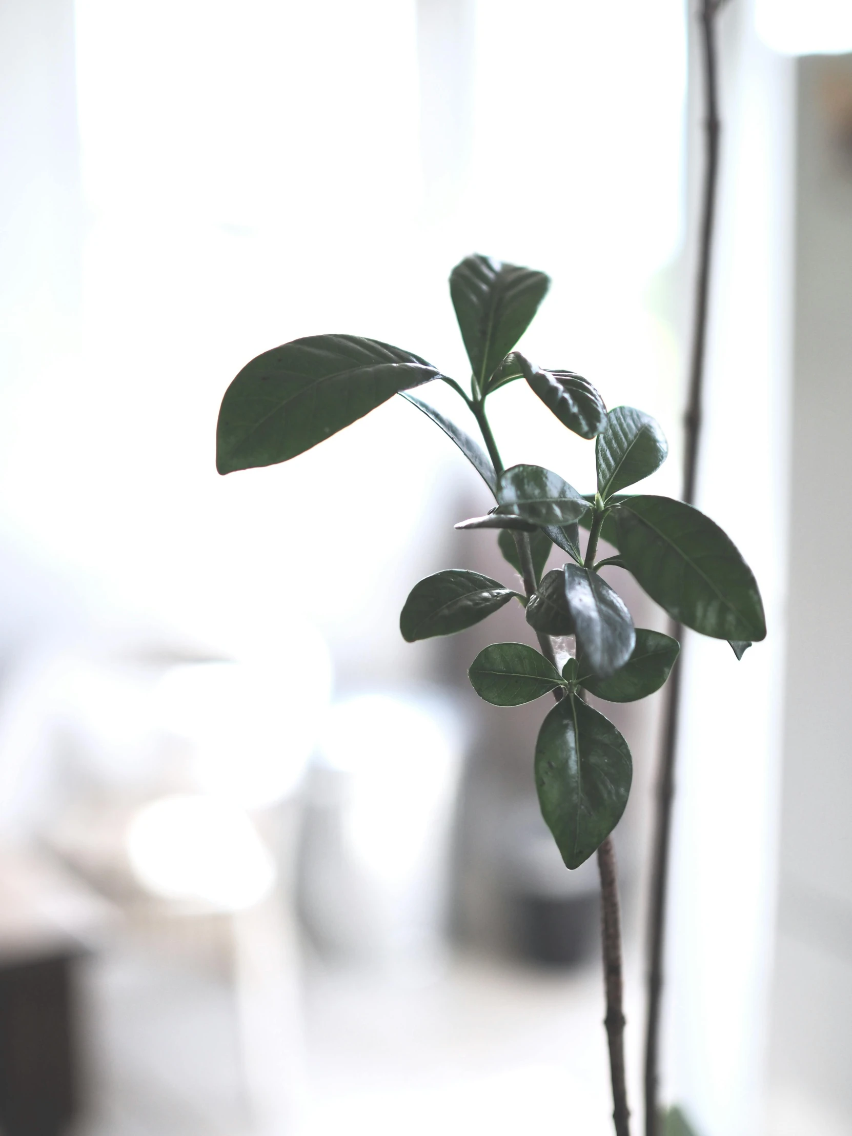 a plant in a pot with long, thin nches