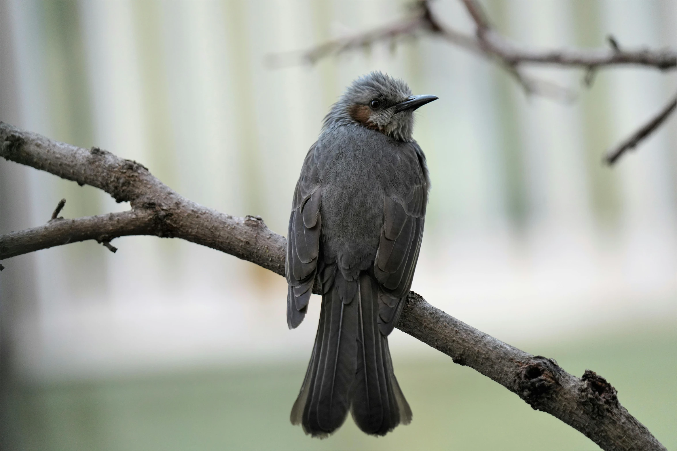 small bird sitting on a tree limb in the woods