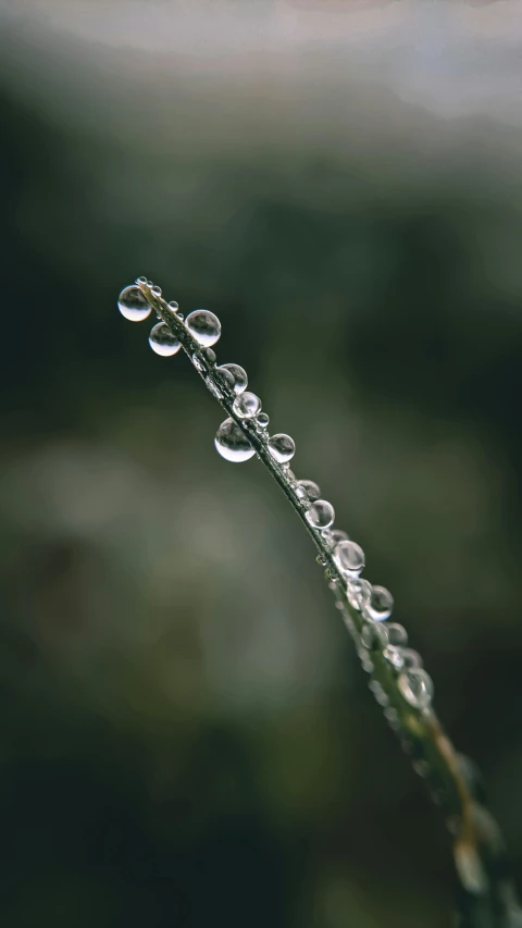 some clear bubbles hang from a blade of grass