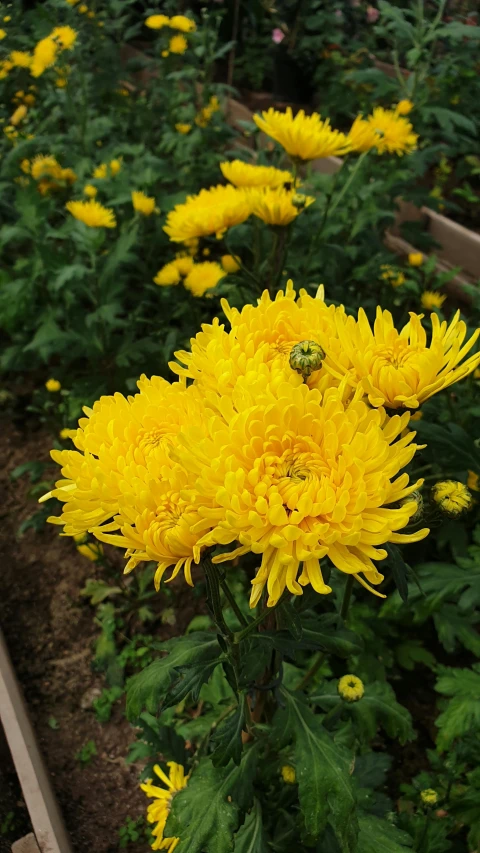 a close up view of some very pretty flowers