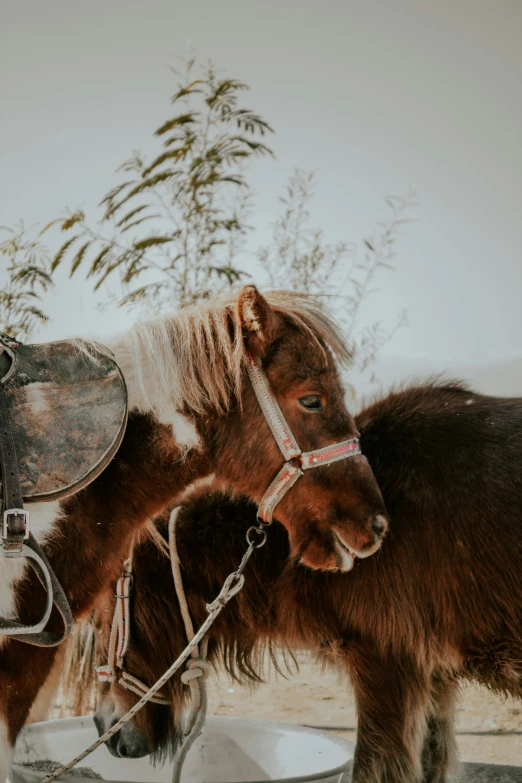 two brown and white horses and some water