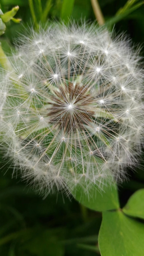 close up pograph of a dandelion with white seeds