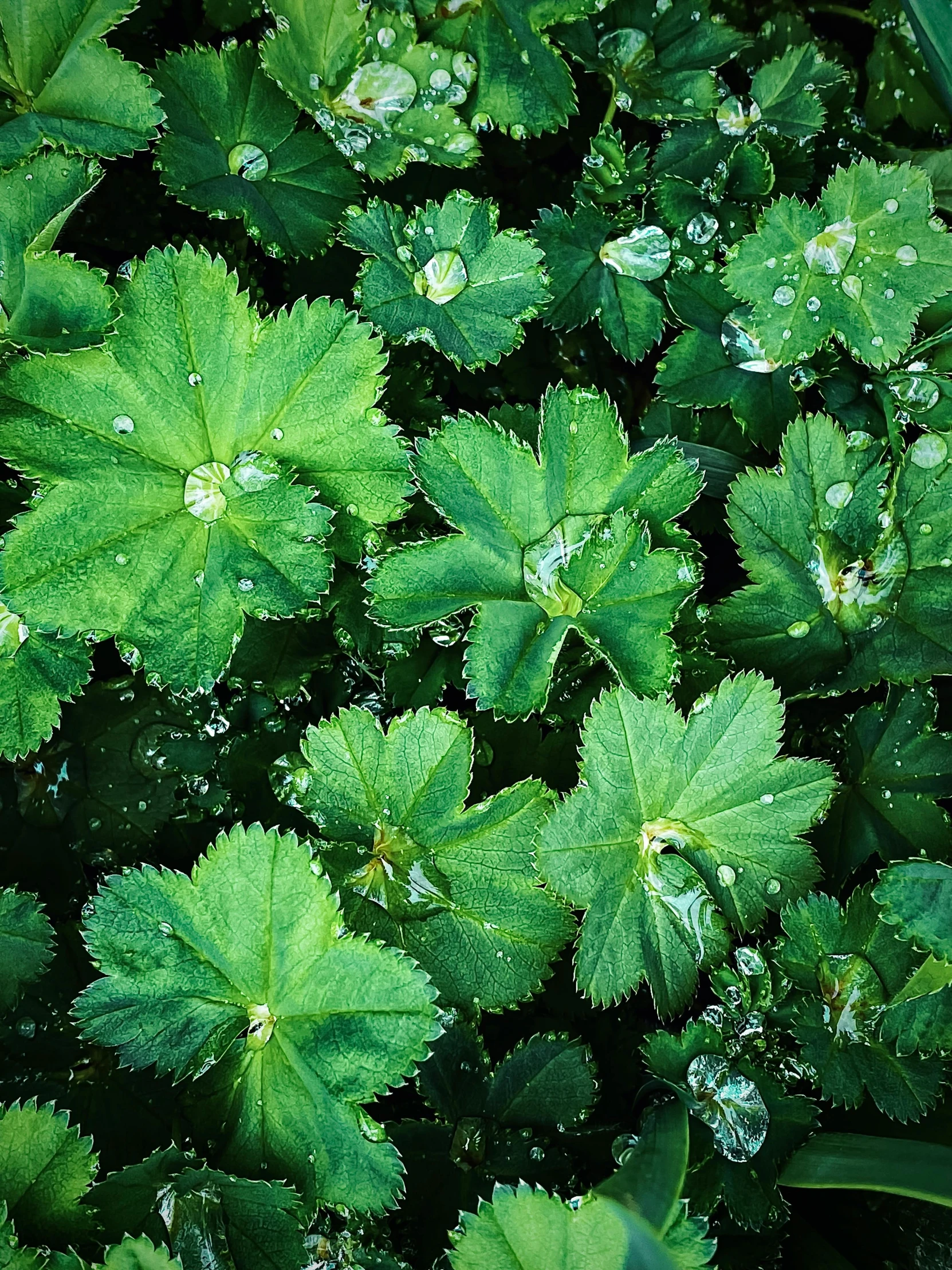 lots of green leaves with drops of rain