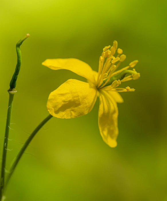 a close up of a small yellow flower on some thin nches