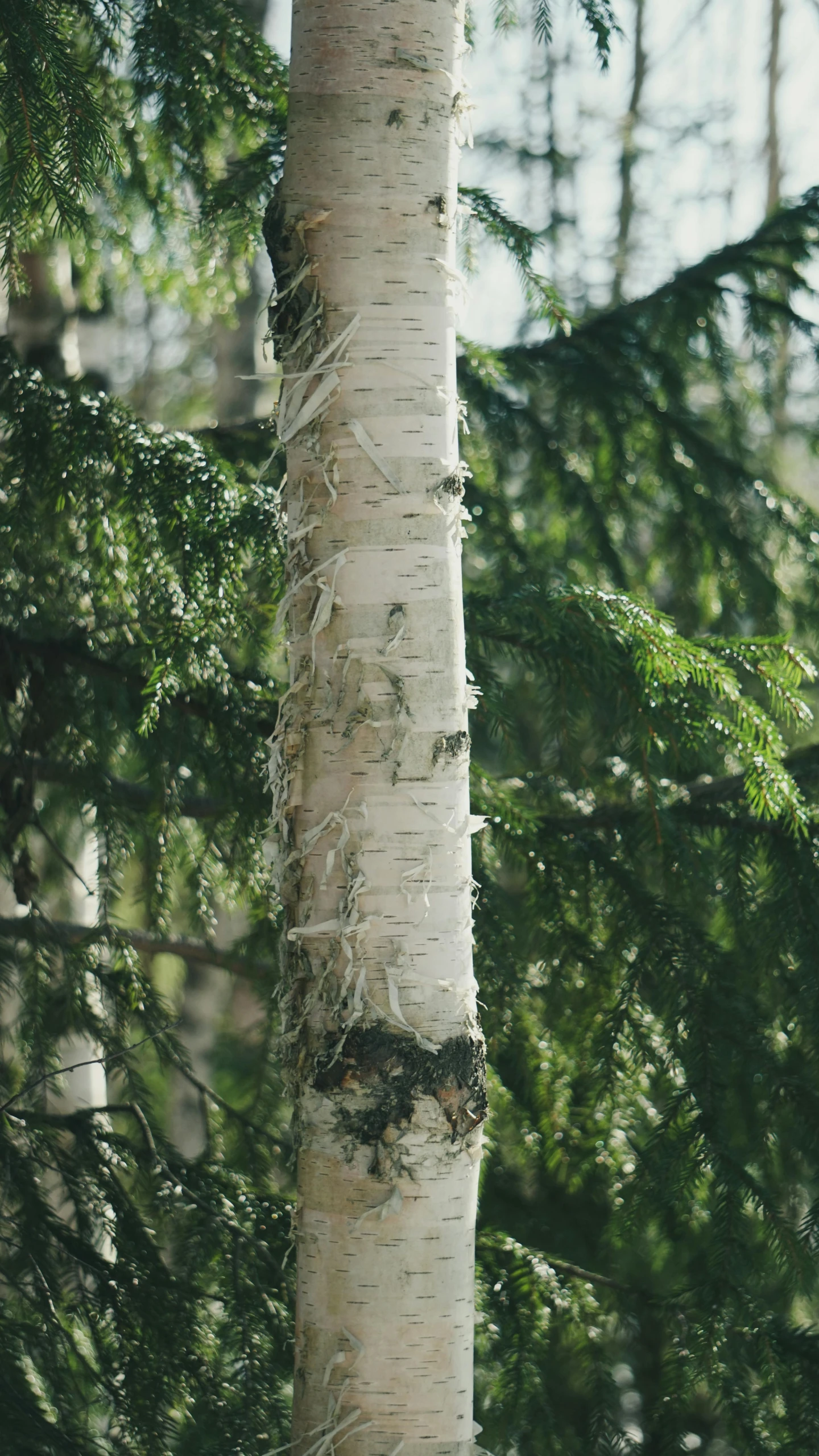 a bird perched on top of a tree trunk