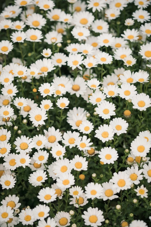 closeup s of white daisies, with yellow centers