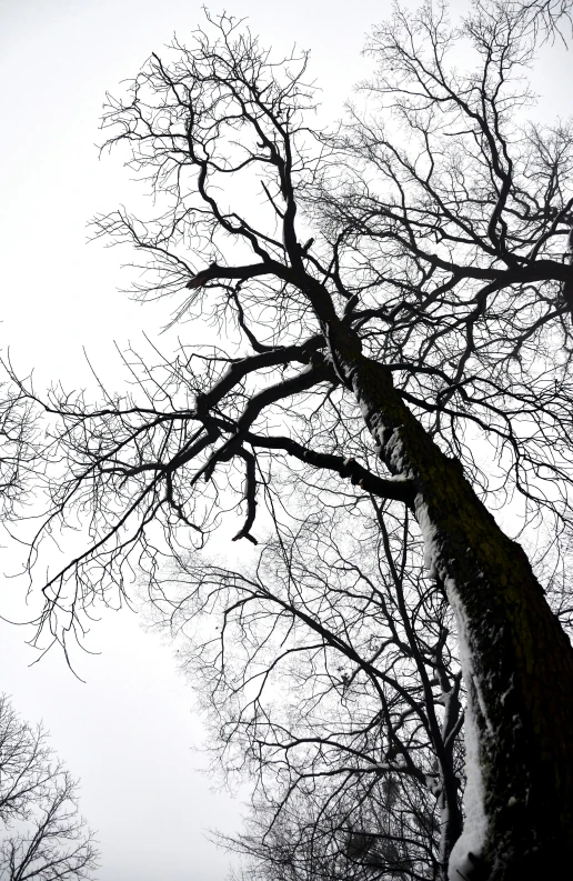 a view up to a large tree with no leaves