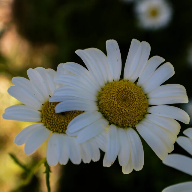 two white daisies that are together outside