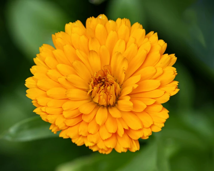 a yellow flower is blooming close to the ground
