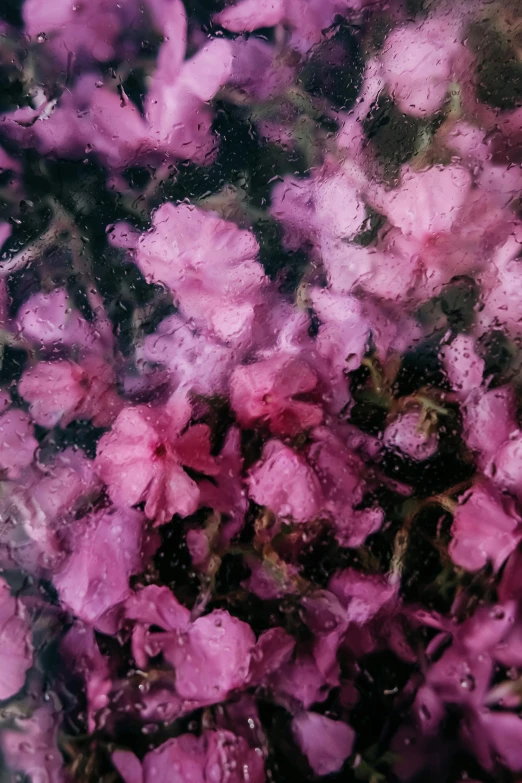 flowers and leaves are shown in the window of a building