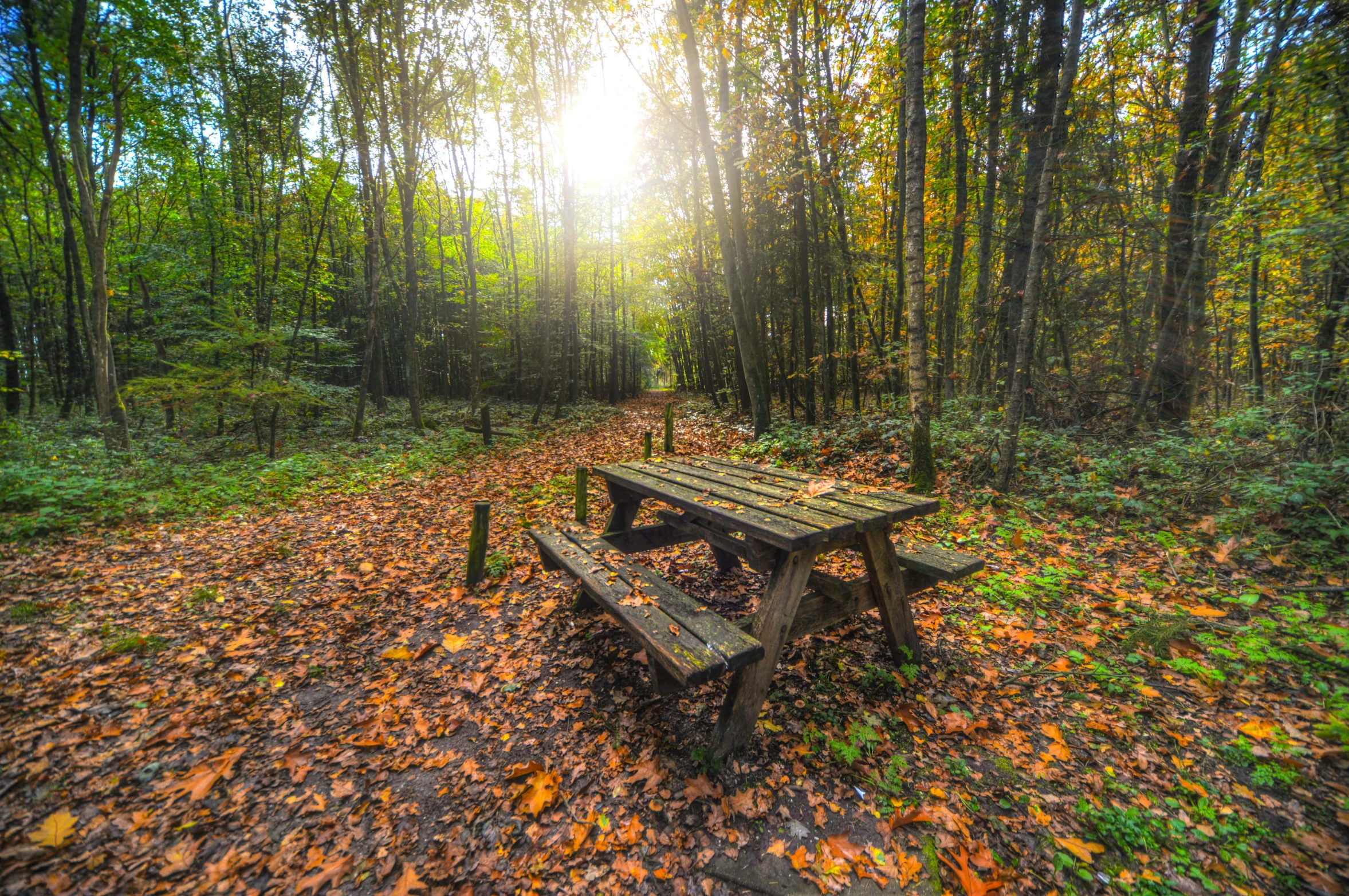 a bench and tables in a field surrounded by trees