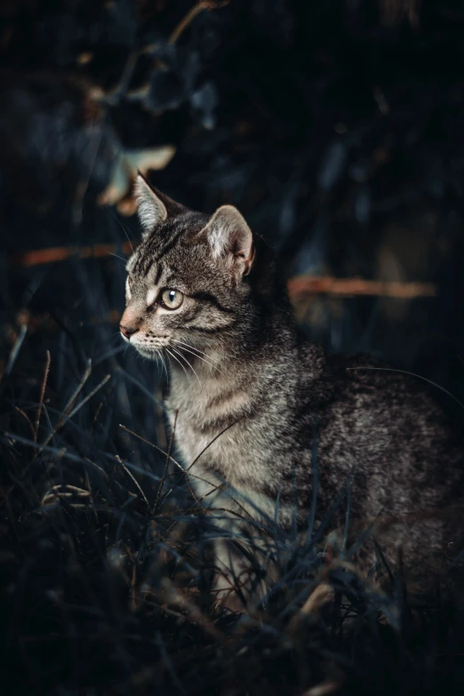 a cat is staring off into the distance