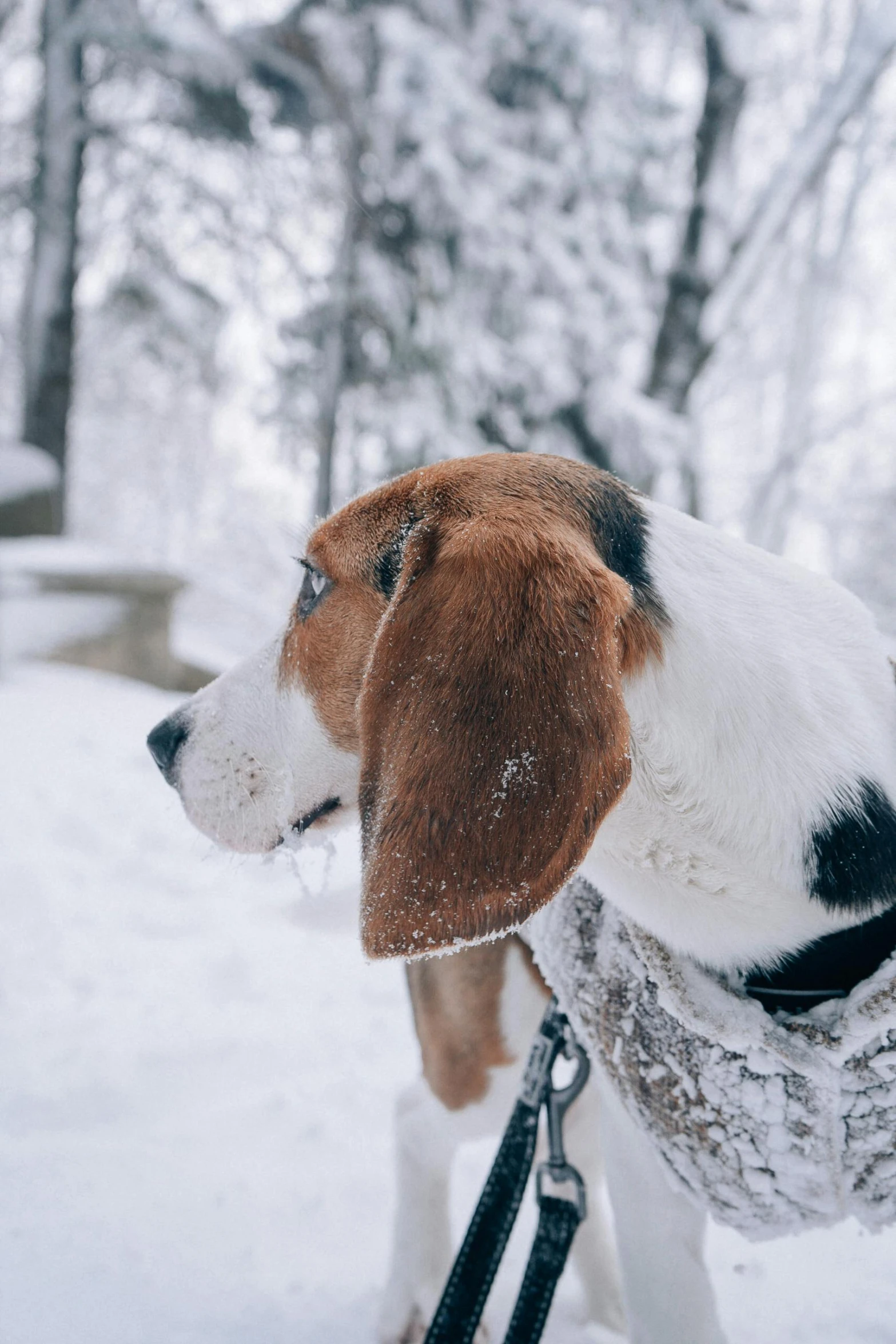 a small dog tied to a post in the snow