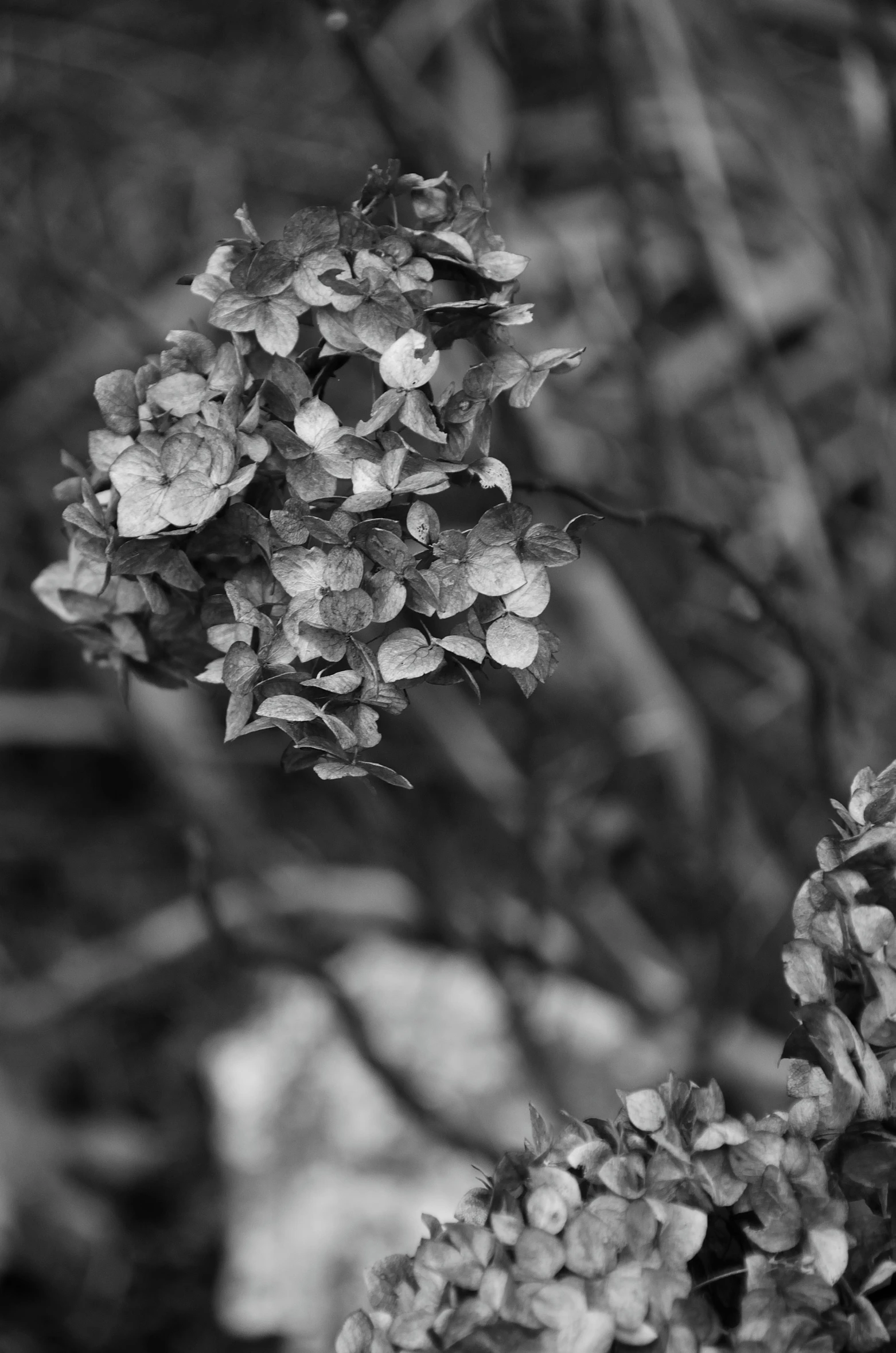 a cluster of small white flowers hanging from a tree