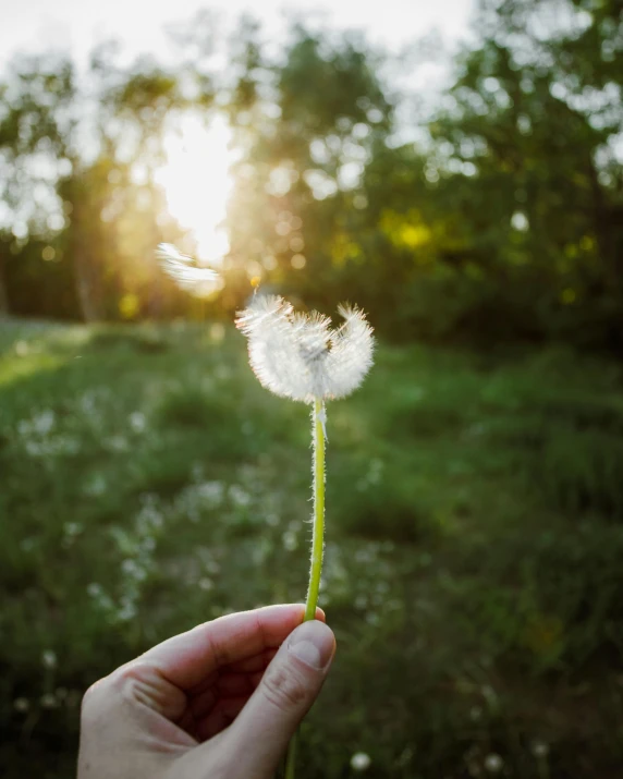 a person holding a dandelion with the sun in the background