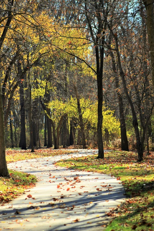 a sidewalk through a leaf covered forest with lots of trees