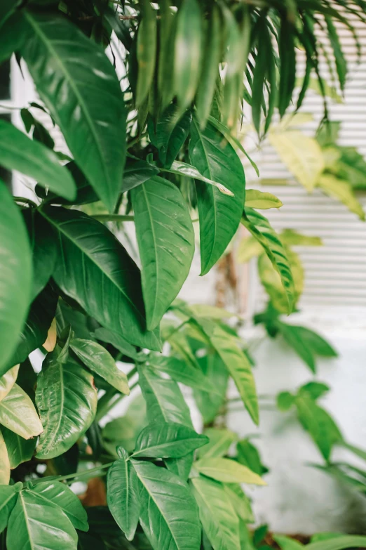 leaves of a tropical tree in a room