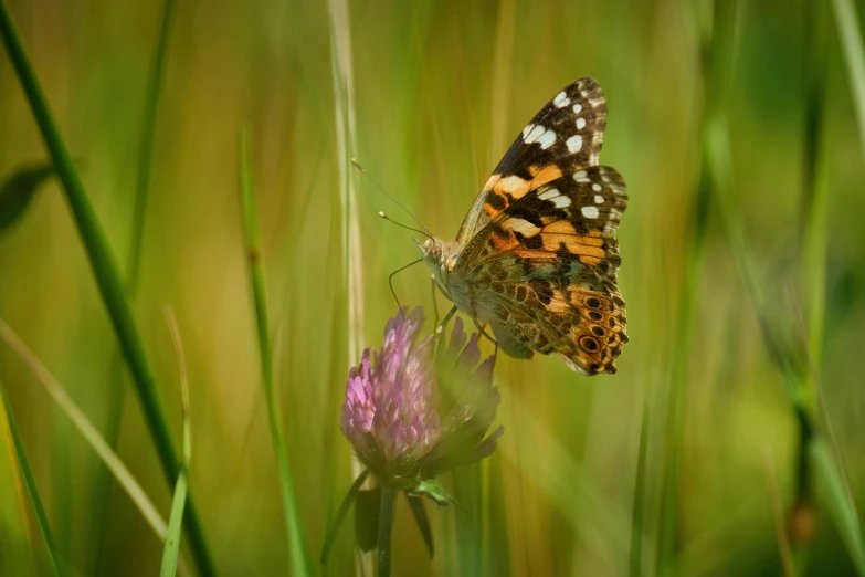 a small erfly is sitting on top of some purple flowers