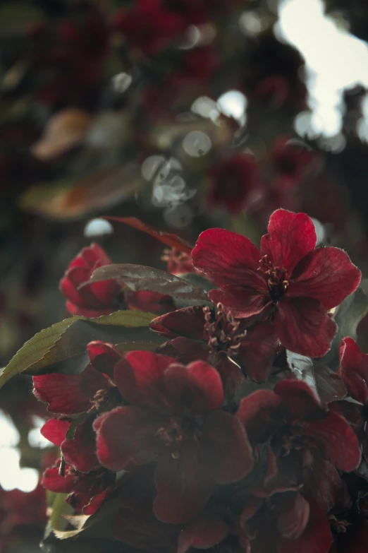 a flower growing from a nch with water drops on the petals