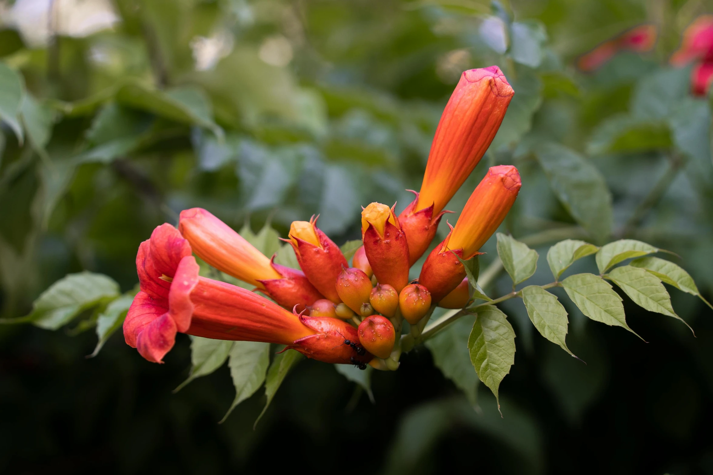 the red flower budding has bright orange yellow petals