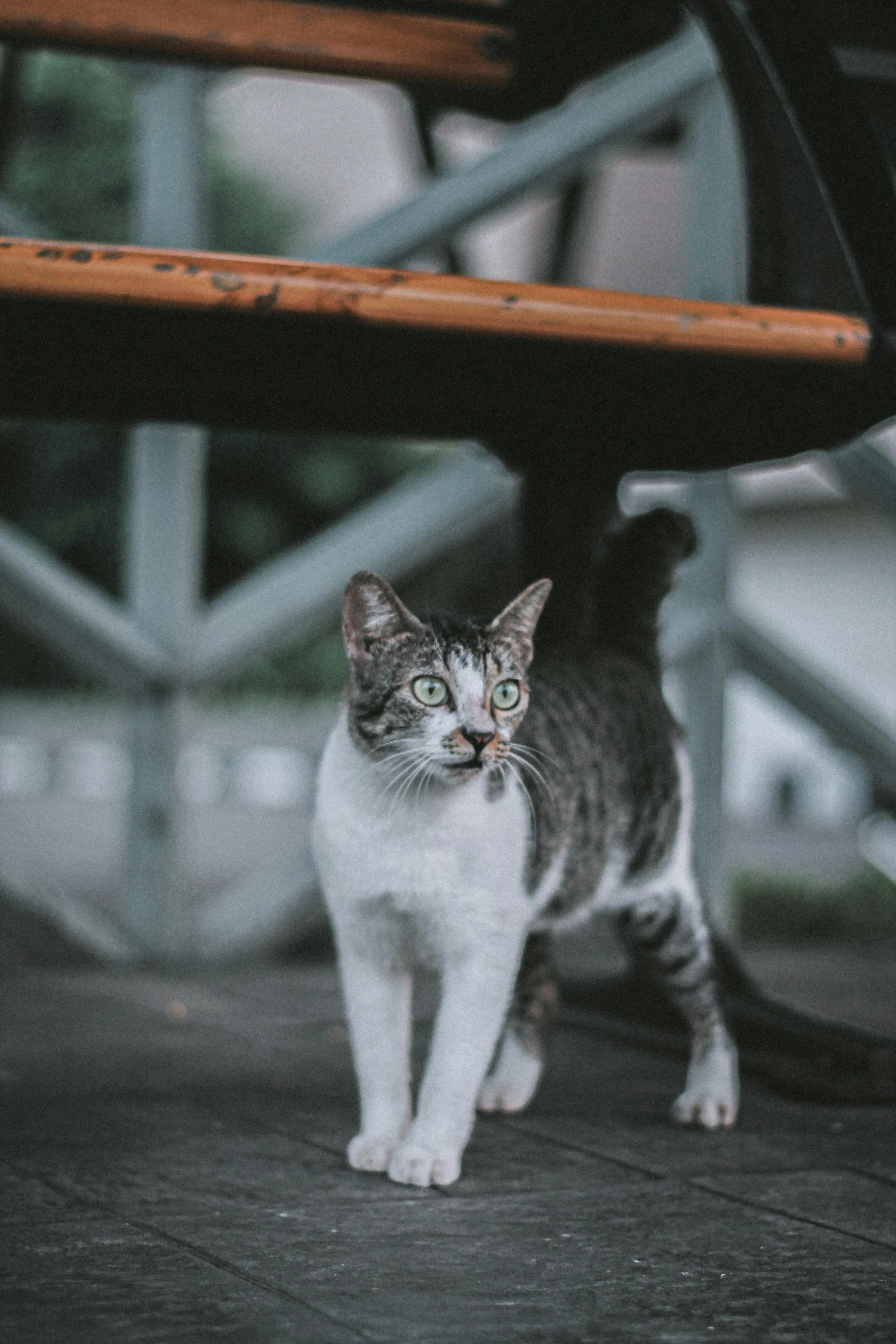 a small cat walking down a sidewalk by a bench