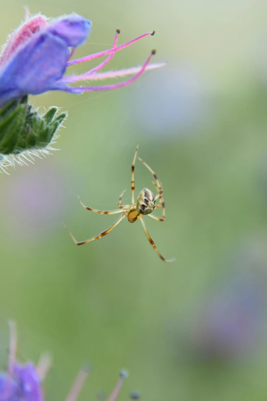 a small yellow spider sitting on top of a flower