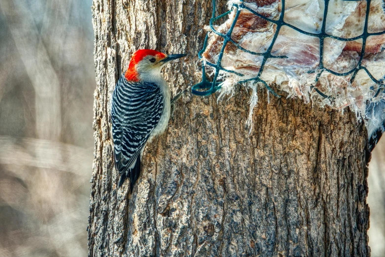 there is a bird that is on a tree