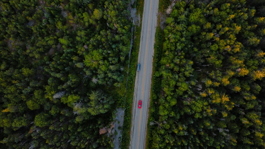 top view of people walking on a dirt road in the middle of forest