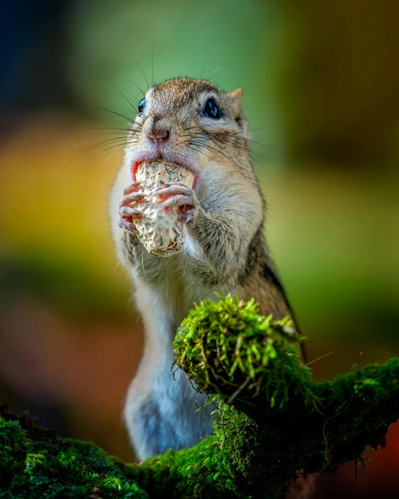 a small rodent holding soing in its mouth and eating it