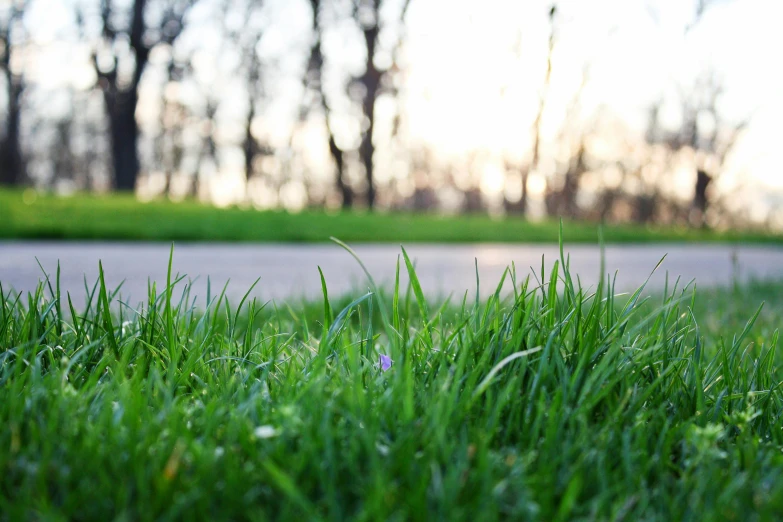 some very pretty grass by the side of the road