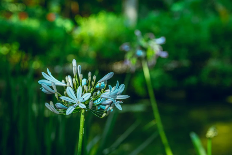 this is a closeup of a few blue flowers