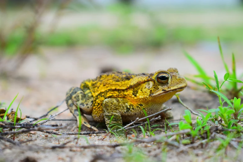 a toad is standing in the grass on a dirt patch