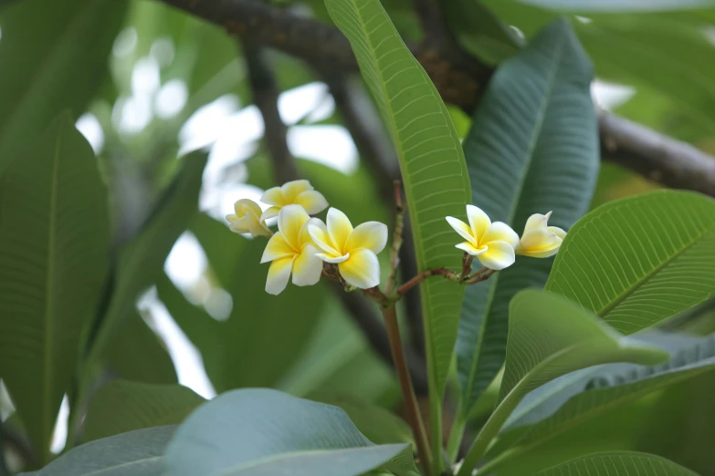 a couple of yellow flowers are growing in a plant