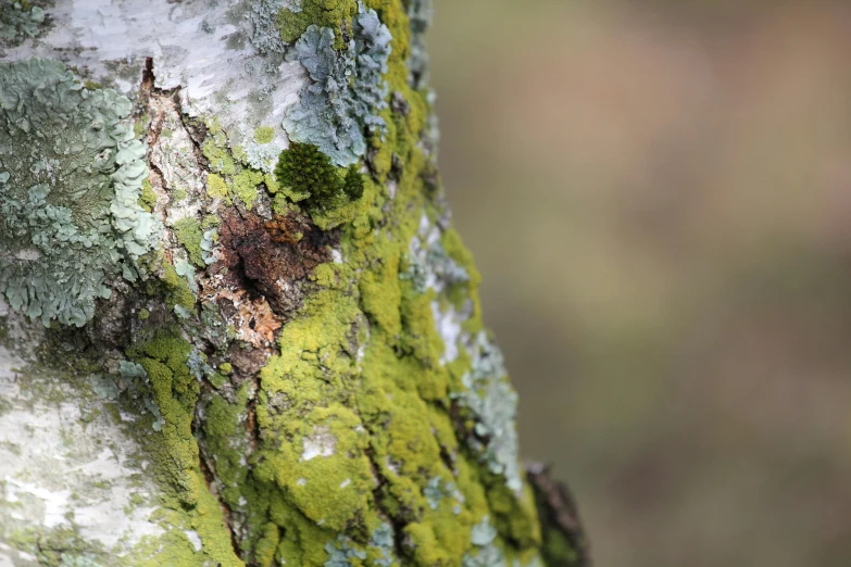 a close up of moss covered tree bark