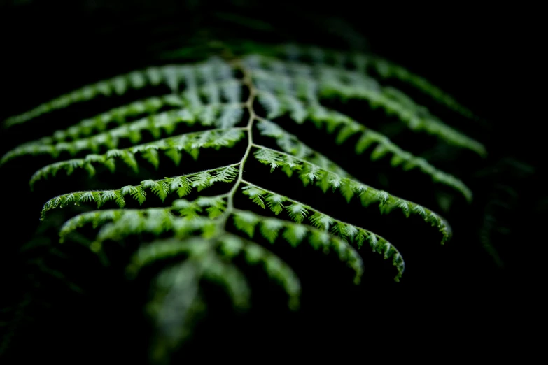 green leaves and the dark background