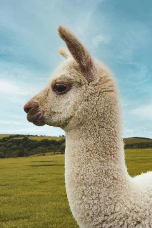 a llama standing in the middle of a field