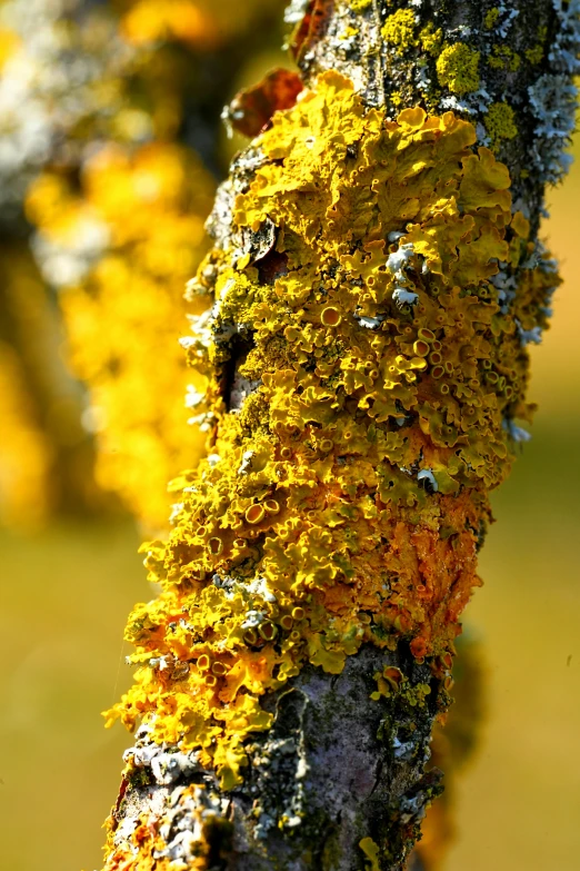 a close up of the moss on a tree