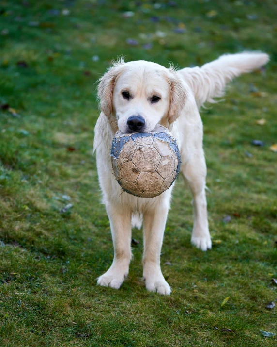 a white dog holding onto a ball in his mouth