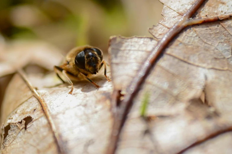 the bee is standing on top of a leaf