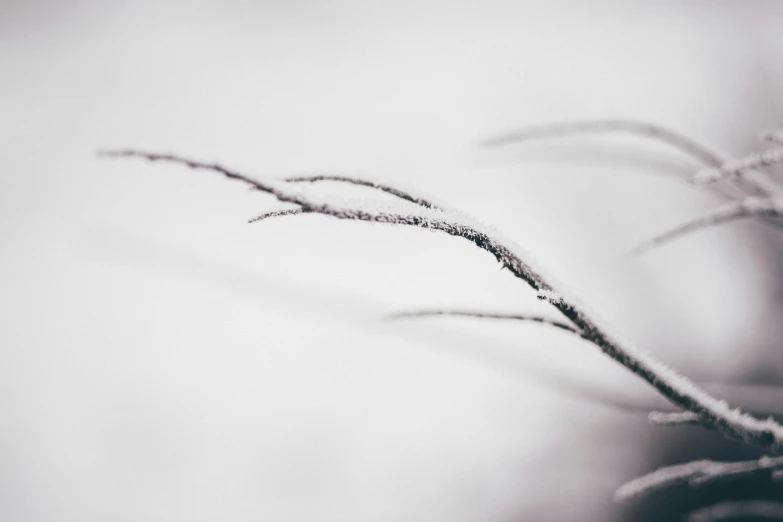 a single thin flower head on top of a white flower