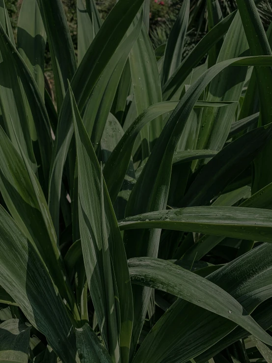 a green grassy area has several large leaves