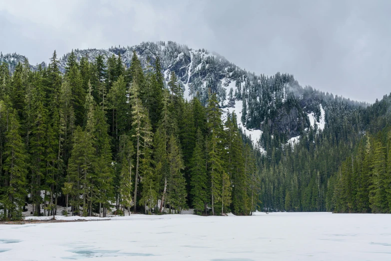 some evergreen trees and snow are in a snowy area