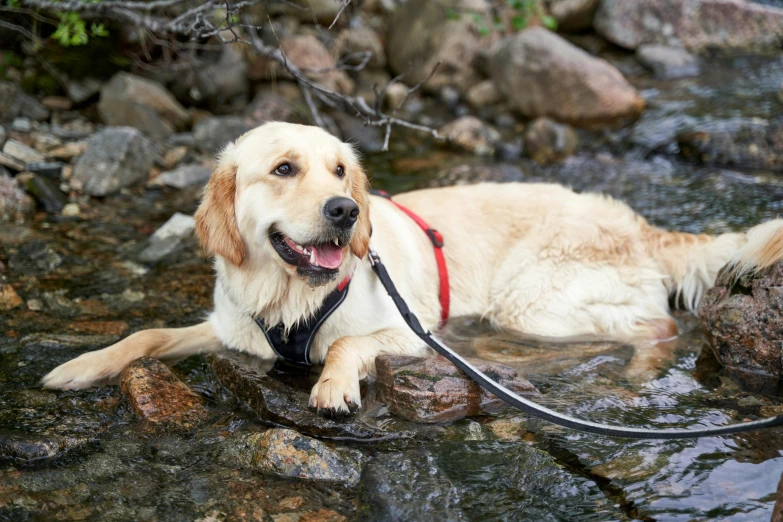 a golden retriever dog with a red leash in water