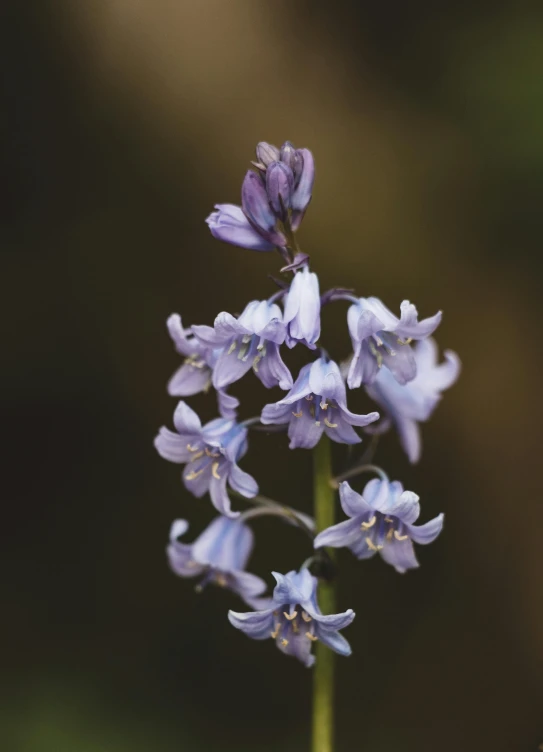 a close up of a very pretty purple flower