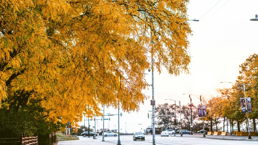 a yellow tree on a street next to a light post