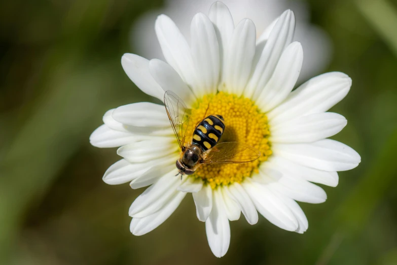 a bee is perched on a flower in the field